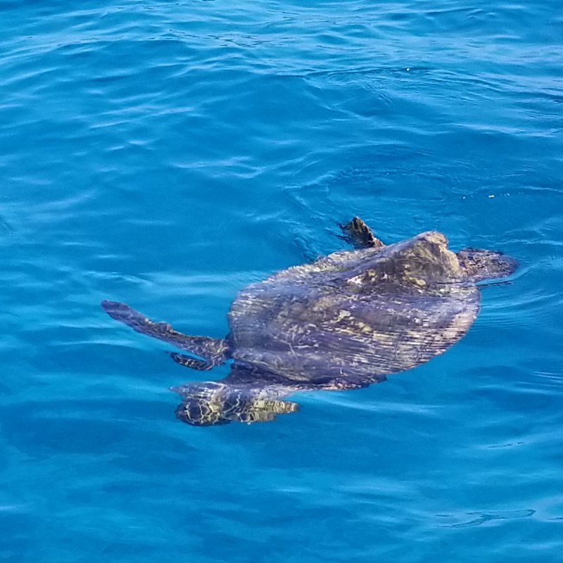 A turtle swimming just crests the surface of the water!
