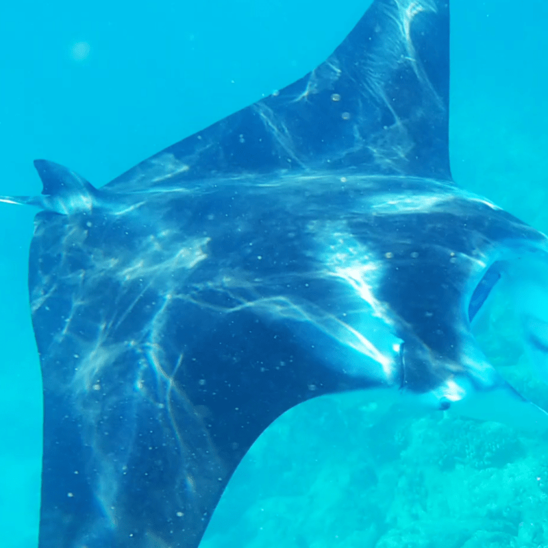 manta ray swimming in the deep blue Hawaiian water
