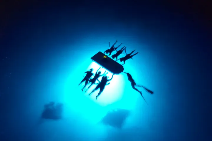 Snorkelers looking for Manta Rays at Night - 4