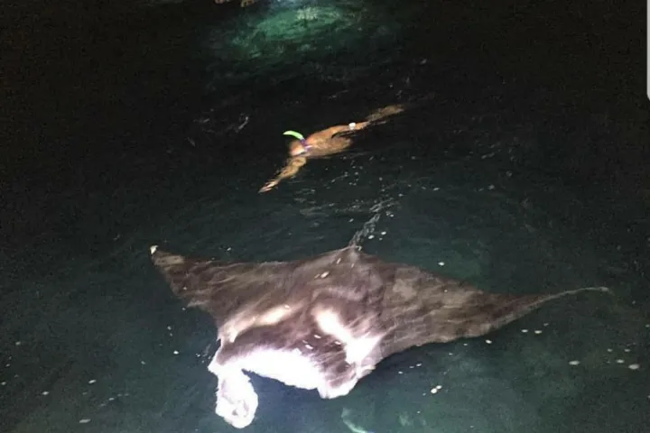Man snorkeling above a manta ray on a nighttime snorkeling tour
