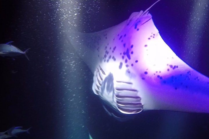 Manta Rays and other sea life on the snorkeling tour