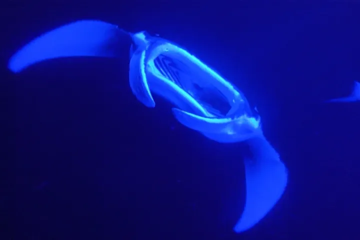 A Manta Ray on the night snorkeling tour