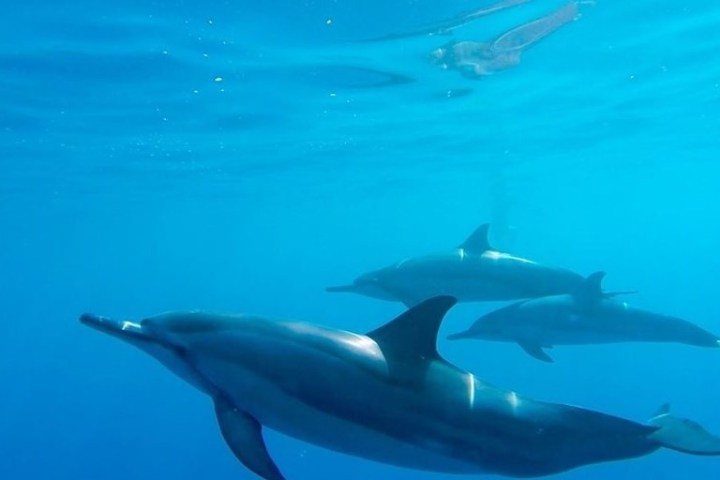 a bird flying over the water