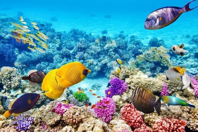 a group of fish in the water