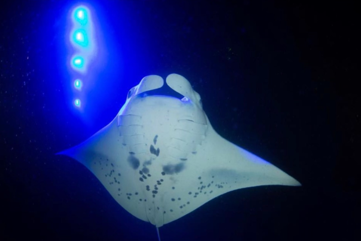 a fish in a dark room