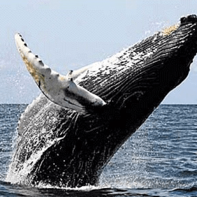 A whale, about two-thirds out of the water!