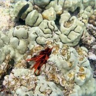 My Kona Adventures - Coral