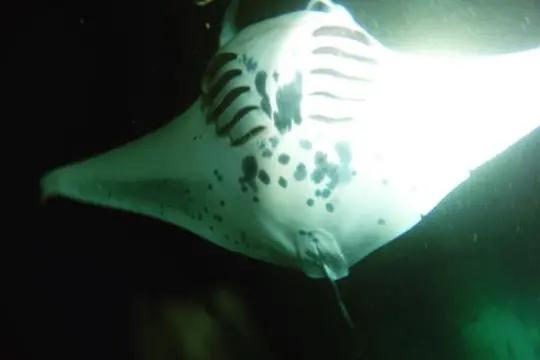 Night Manta Photo! My Kona Adventures