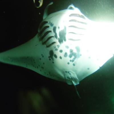 Night Manta Photo! My Kona Adventures