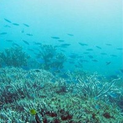 My Kona Adventures - coral reef school of fish in Hawaii!