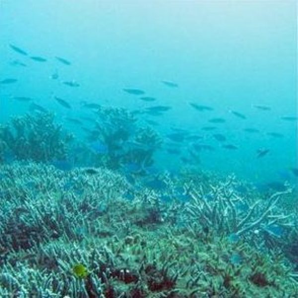 My Kona Adventures - coral reef school of fish in Hawaii!